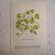 Botanical plate Oxalide sorrel