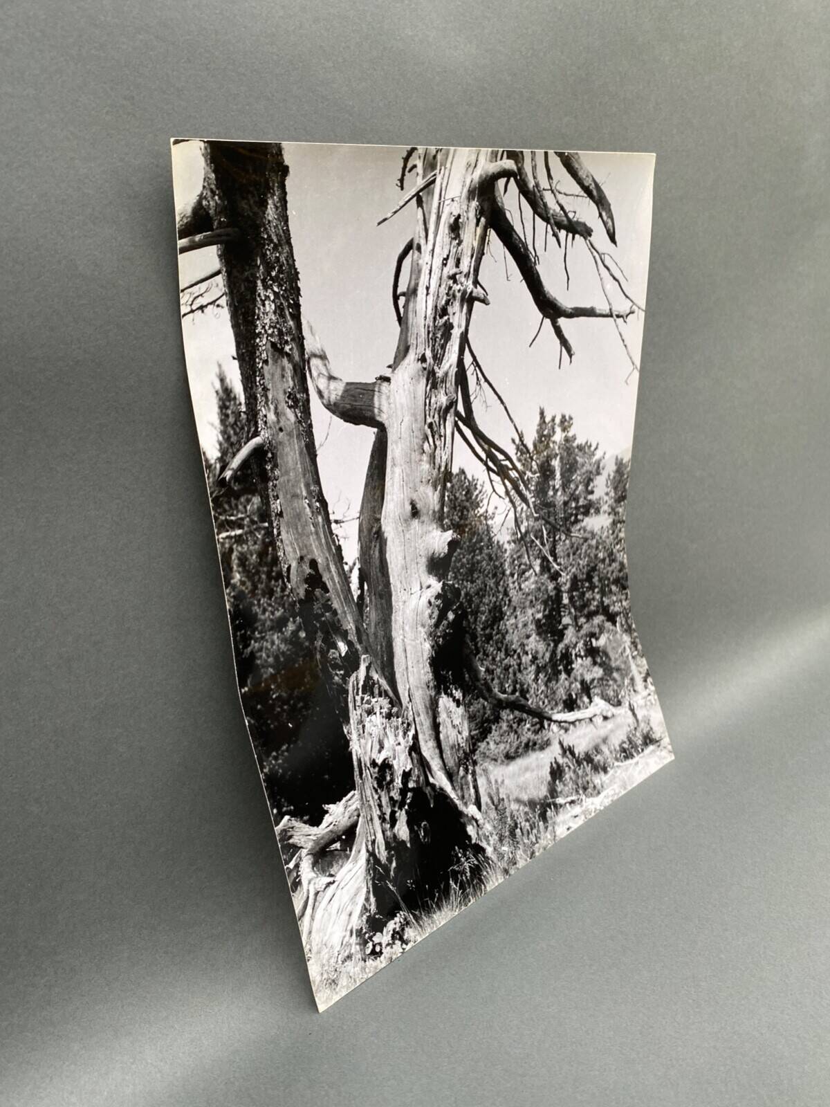 Silver gelatin photograph by Bernard Darot, Dead Tree, 20th century