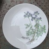 6 winterling bavaria porcelain herbarium pattern flat plates