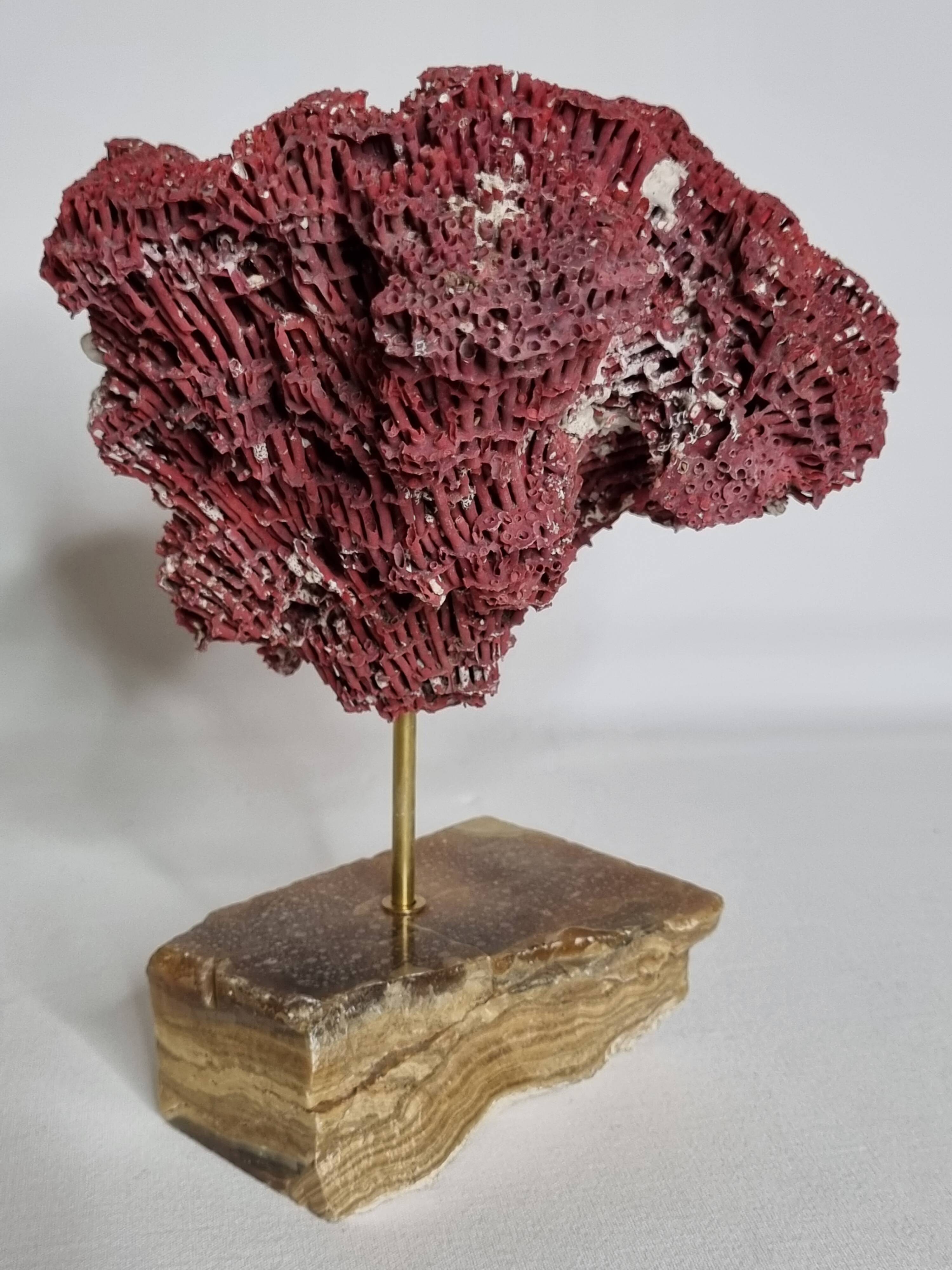Ornamental coral on base Tubipora musica, 22 cm