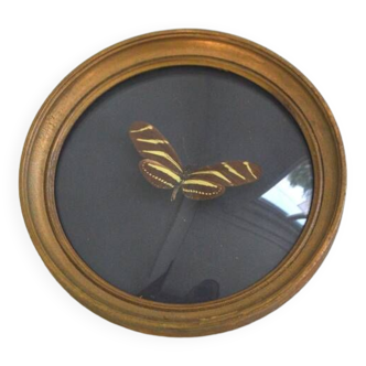 Butterfly frame under curved glass