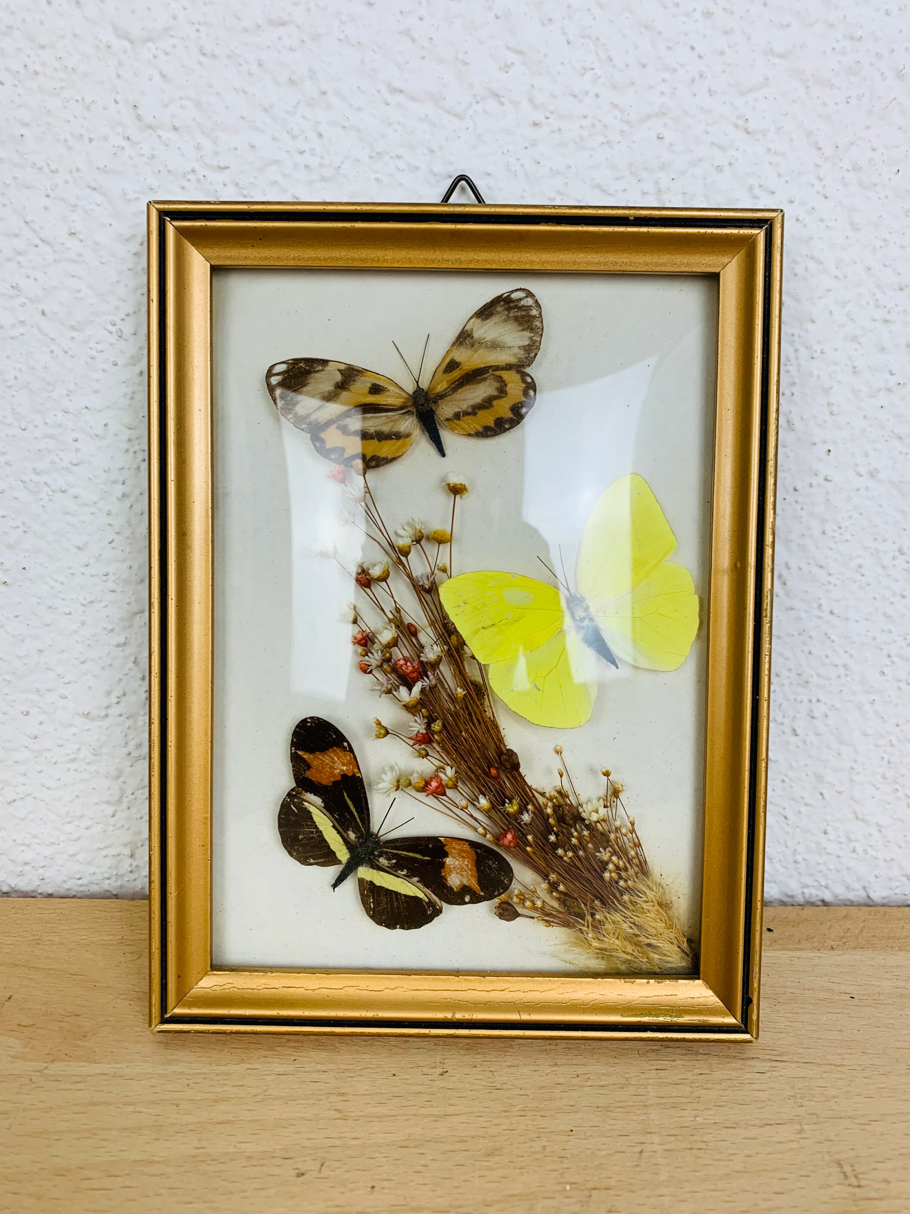 Vintage naturalized butterfly frame 19.5 x 14.5 cm