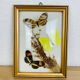 Vintage naturalized butterfly frame 19.5 x 14.5 cm