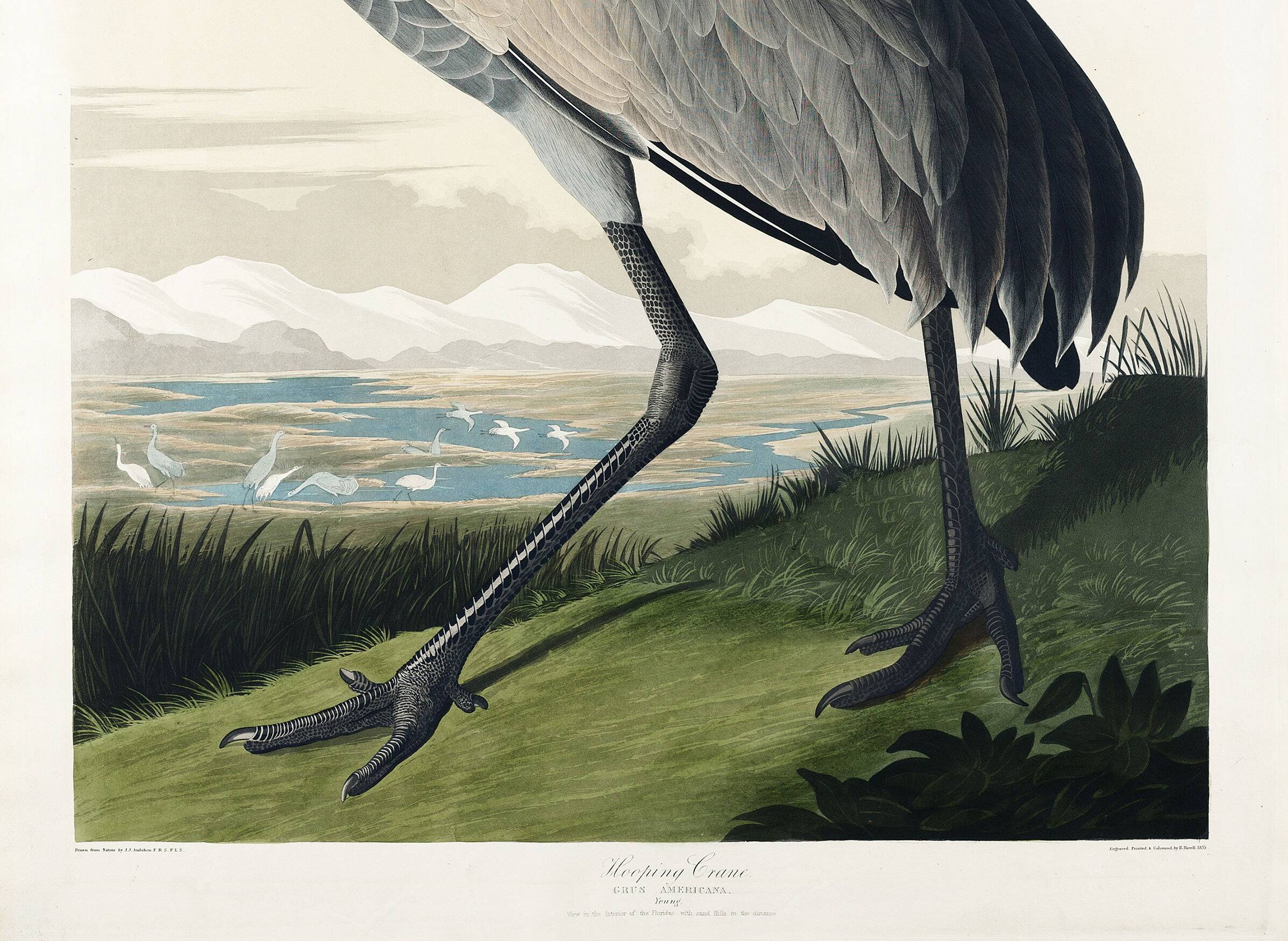 Poster about the American Crane, based on an old engraving from 1827.