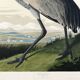 Poster about the American Crane, based on an old engraving from 1827.