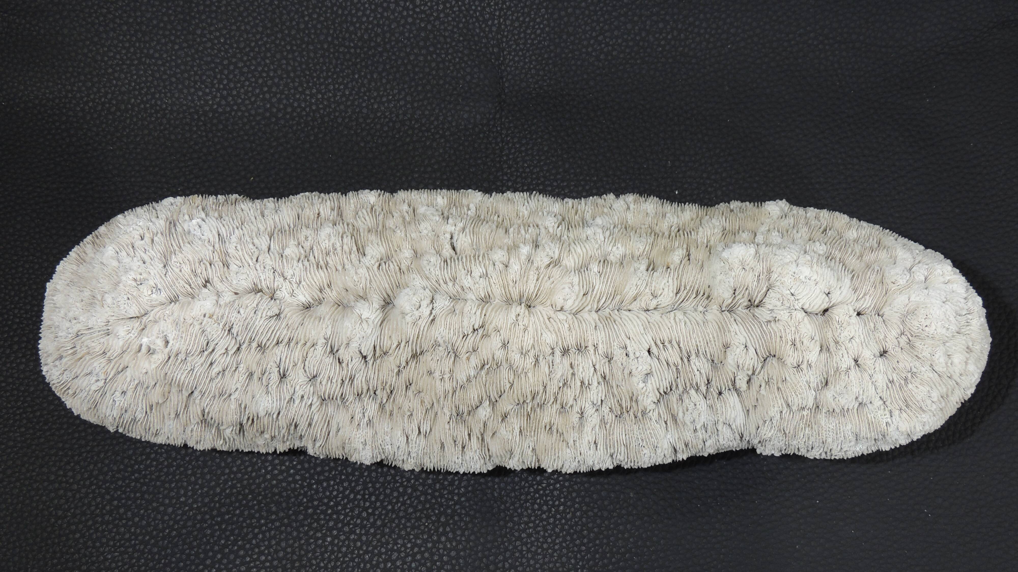 White coral cushion shark, vanuatu, papua new guinea