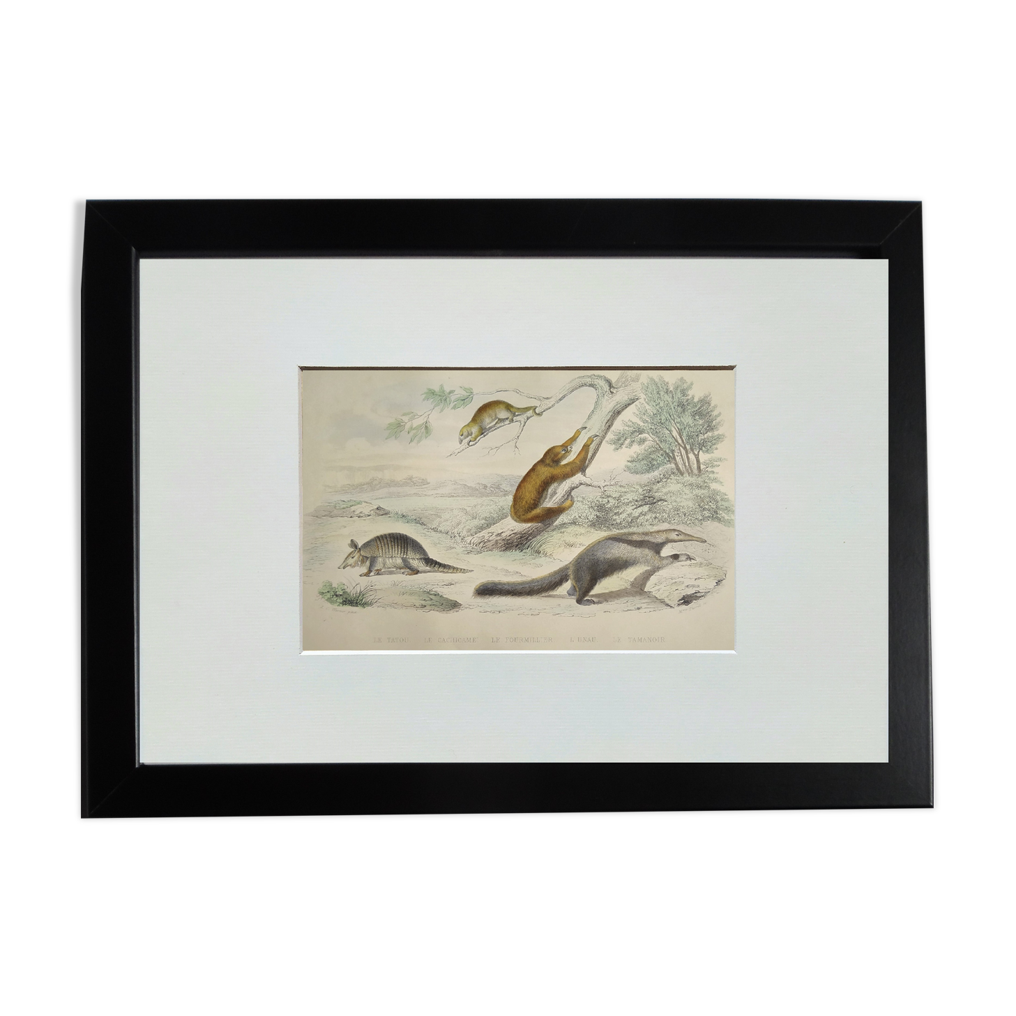 Planche zoologique originale " tatou, cachicame, fourmilier,... - buffon 1840
