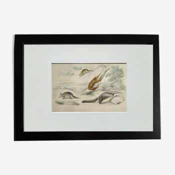 Original zoological plate " tatou, cachicame, anteater,... - buffon 1840
