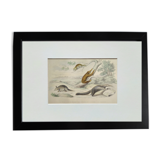 Planche zoologique originale " tatou, cachicame, fourmilier,... - buffon 1840