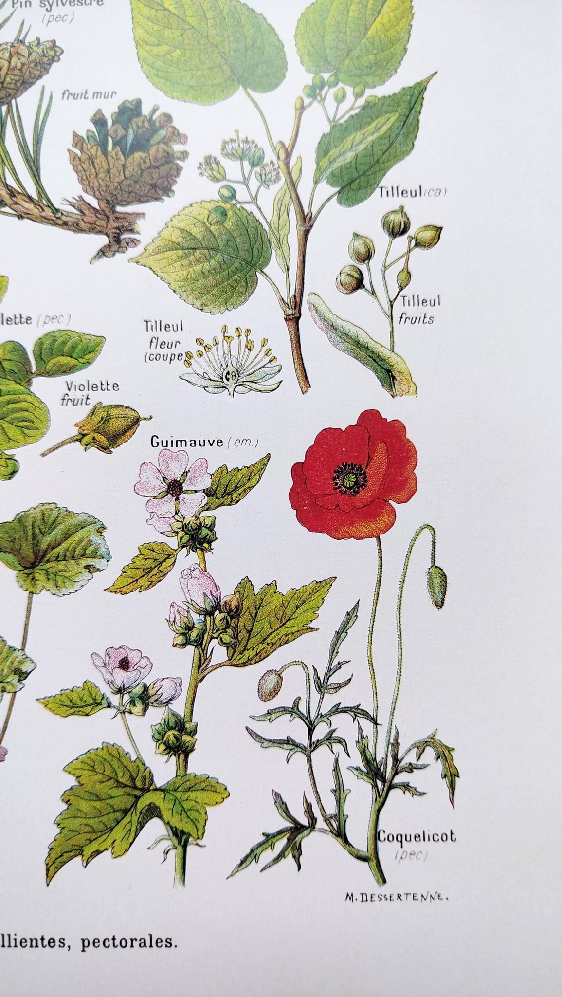 Affiche sur les plantes calmantes, d'après une lithographie de 1928