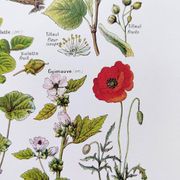 Affiche sur les plantes calmantes, d'après une lithographie de 1928