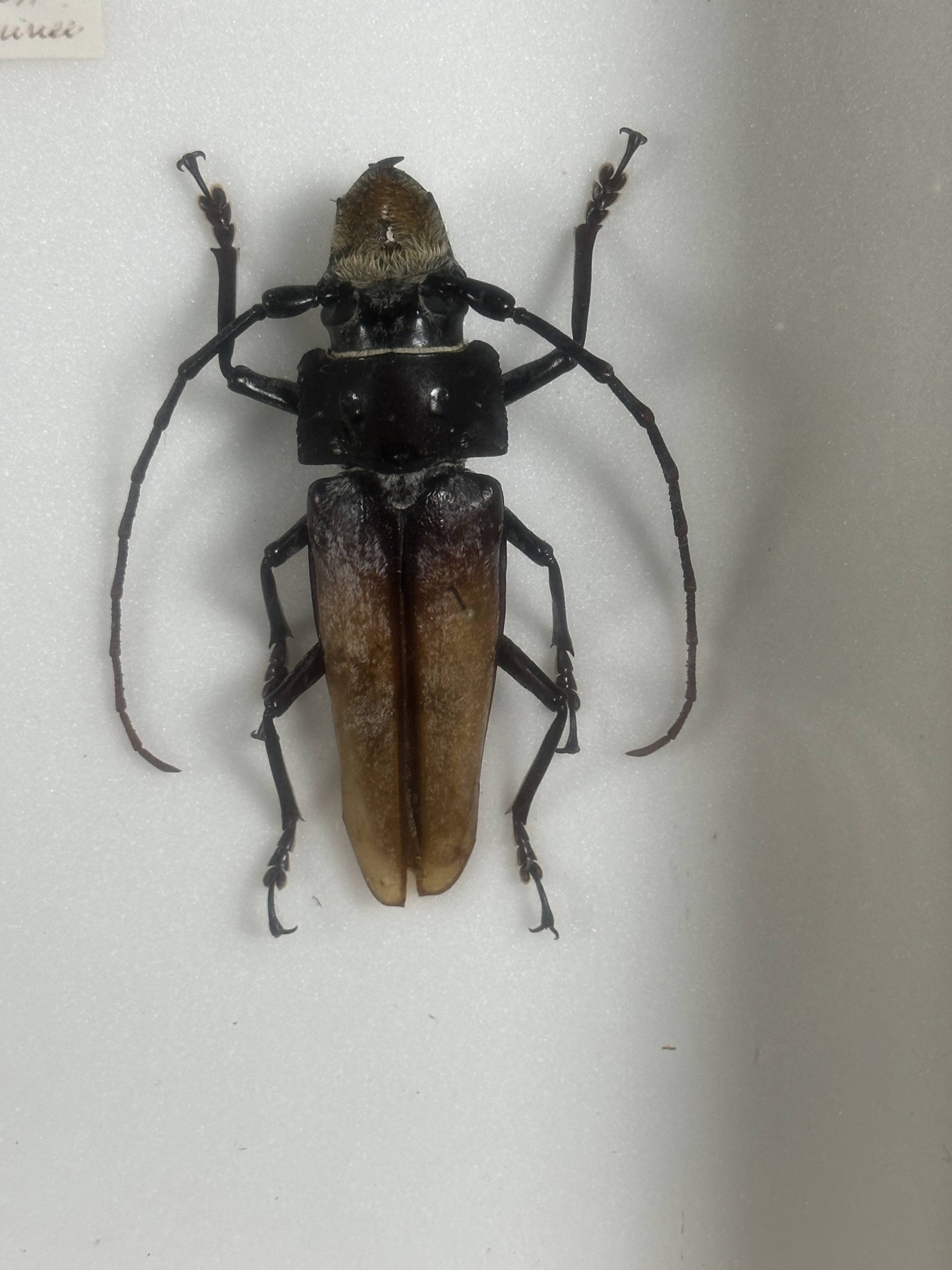 Old entomological insect frame 21 species