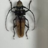 Old entomological insect frame 21 species