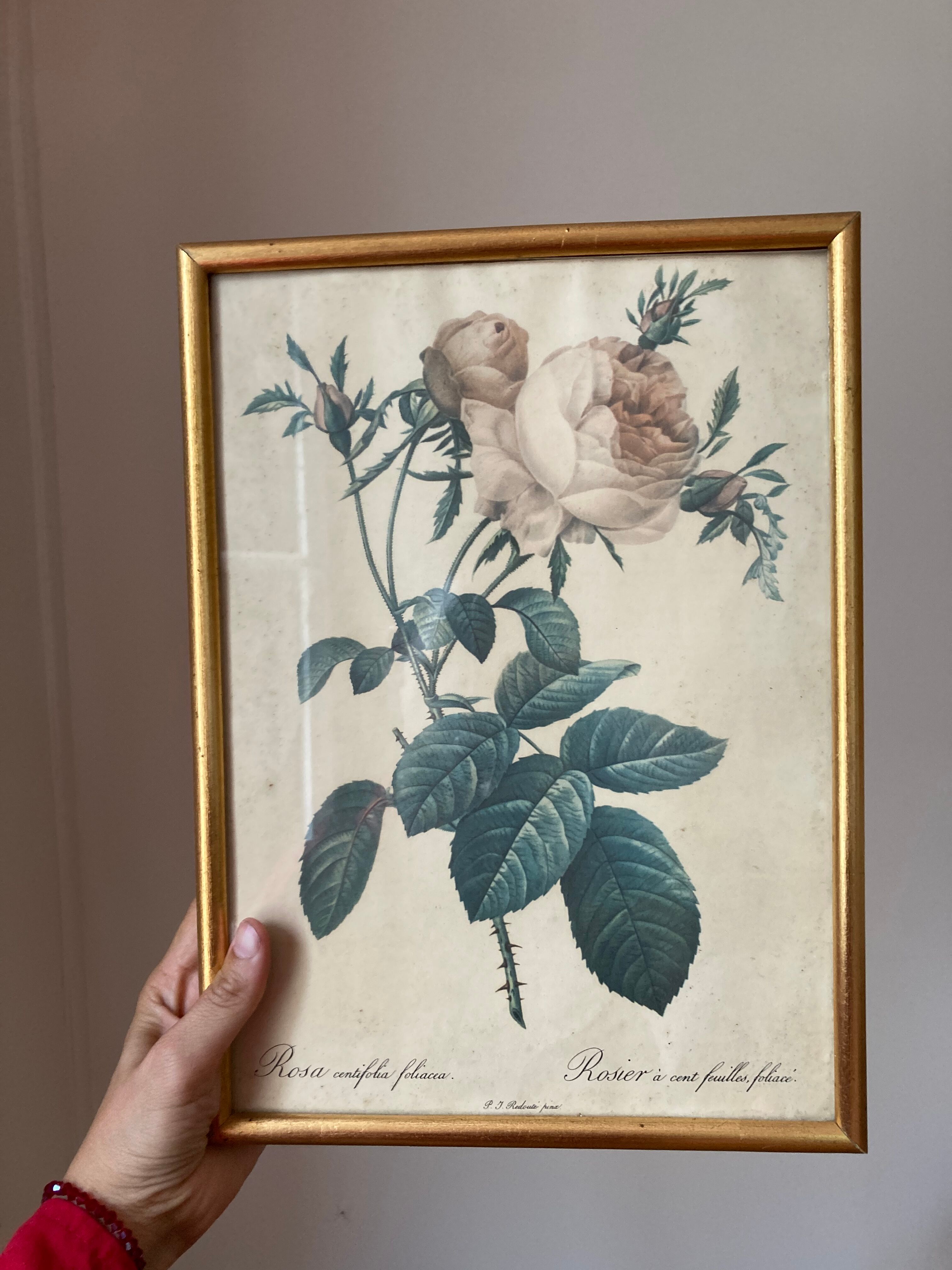 Pair of floral engravings signed redouté