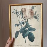 Pair of floral engravings signed redouté