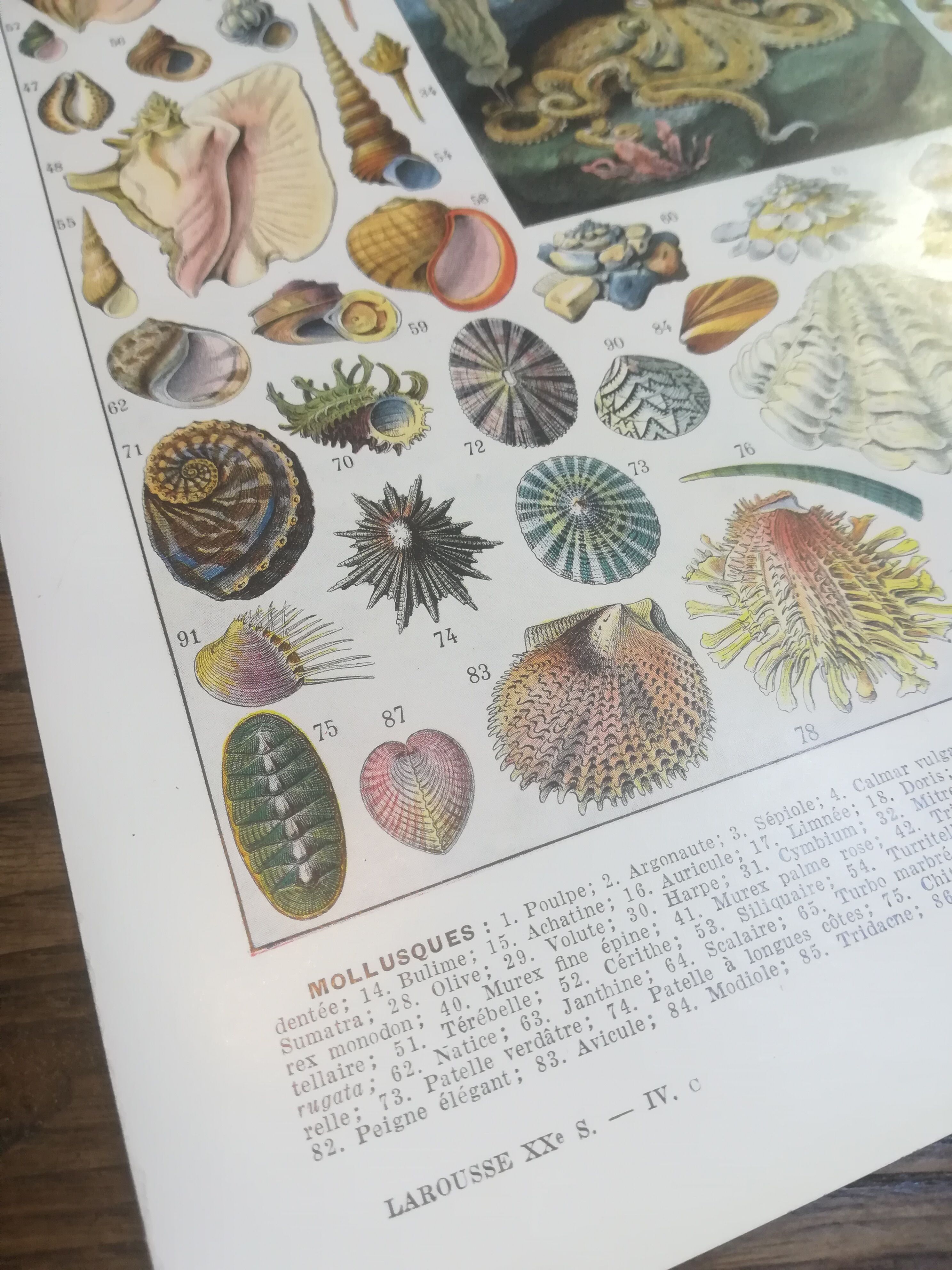 Lithographie sur les coquillages et mollusques de 1928