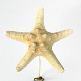 Starfish on a turned wooden base, late 19th century - cabinet of curiosities