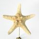 Starfish on a turned wooden base, late 19th century - cabinet of curiosities