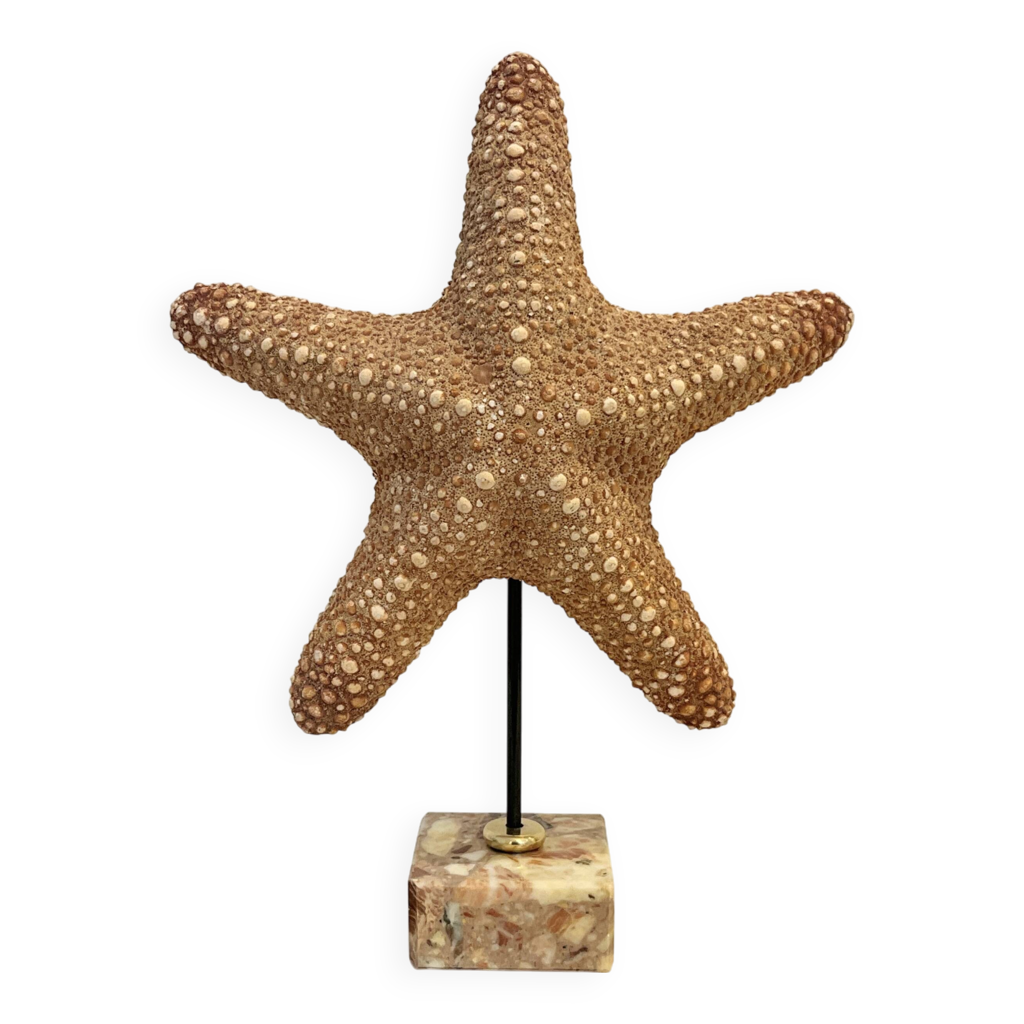 XXL Vintage Natural Starfish on Marble Base Cabinet of Curiosities