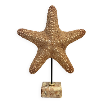 XXL Vintage Natural Starfish on Marble Base Cabinet of Curiosities