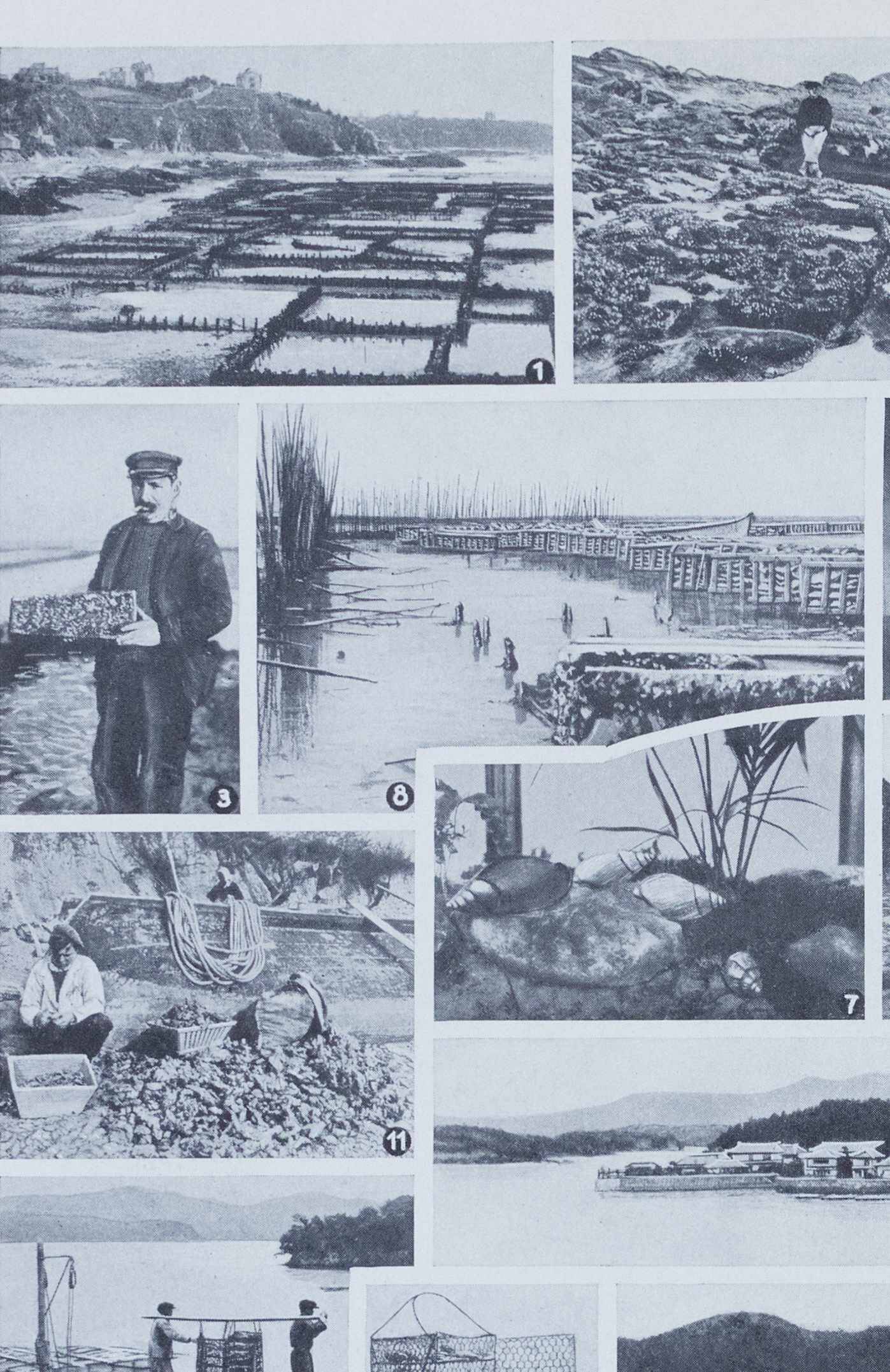 Journey to the Heart of Molluscs, illustrated plate and ancestral techniques