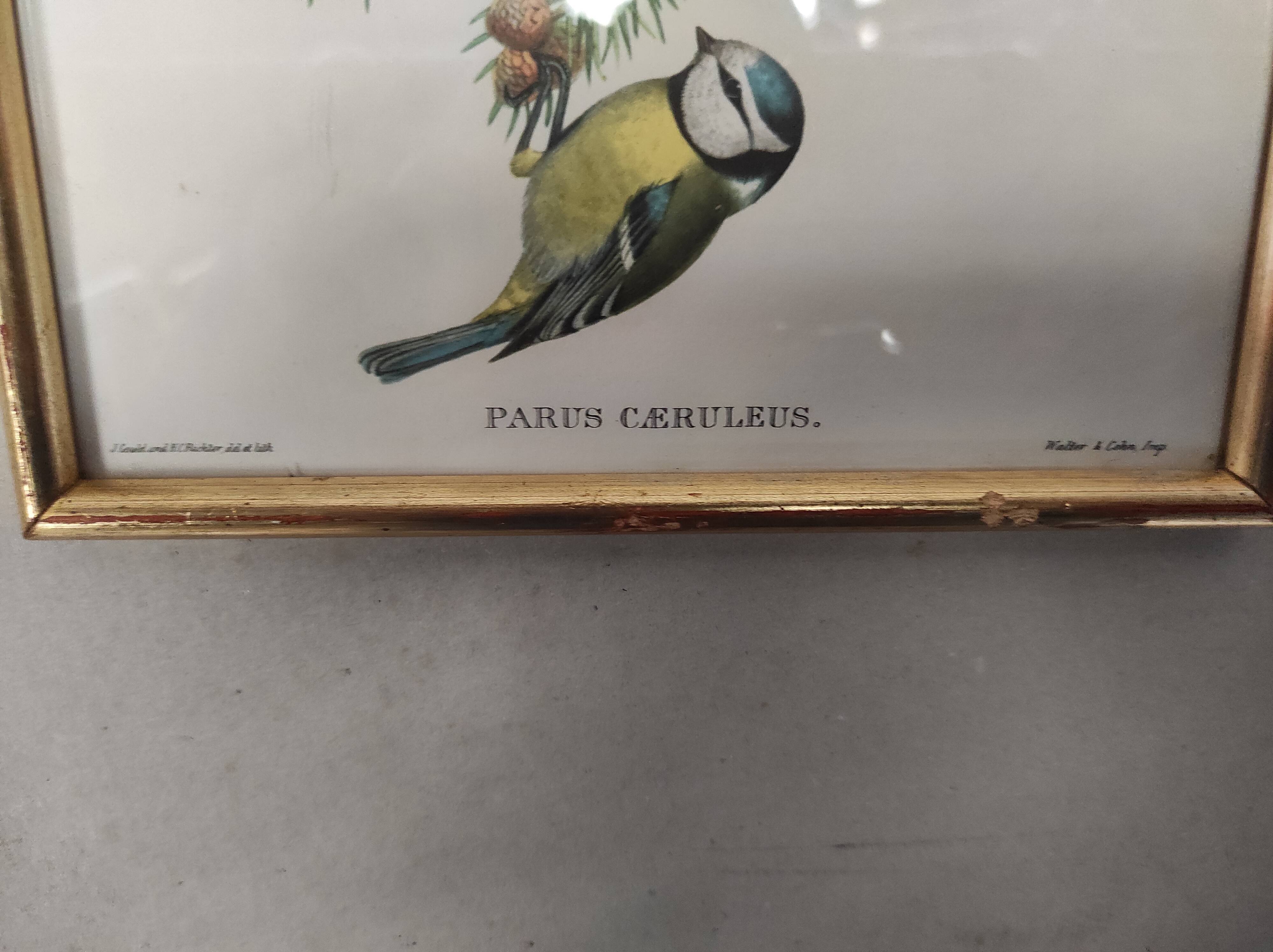 Lithography illustration bird Parus C-ruleus vintage engraving gilded frame