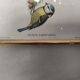 Lithography illustration bird Parus C-ruleus vintage engraving gilded frame
