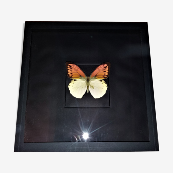 Entomology frame with butterfly hebomoia leucippe