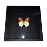 Entomology frame with butterfly hebomoia leucippe