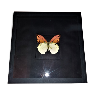 Entomology frame with butterfly hebomoia leucippe