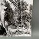 Silver gelatin photograph by Bernard Darot, Dead Tree, 20th century