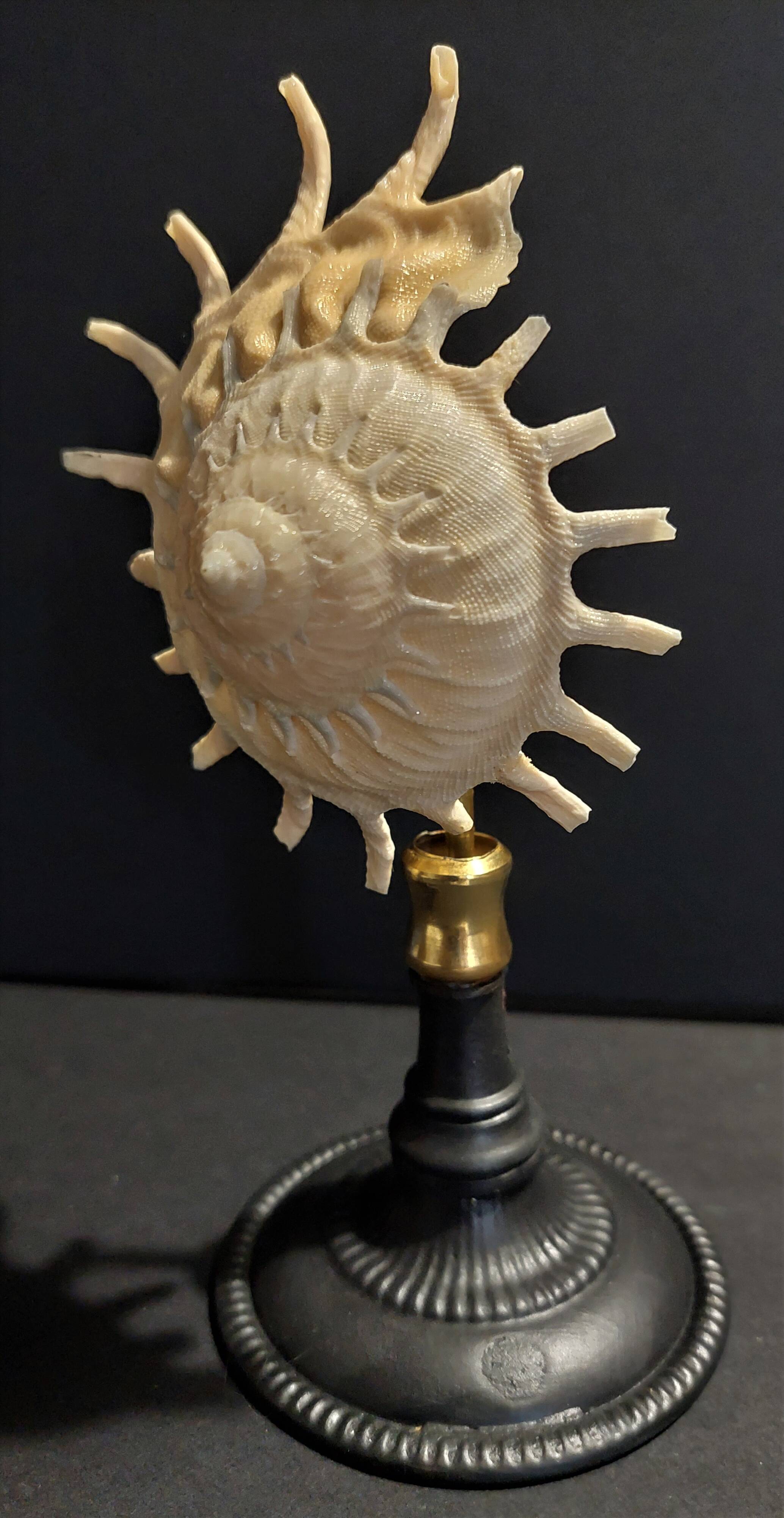 Cabinet of Curiosities stellaria solaris shell on base