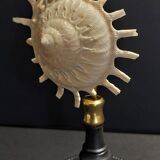 Cabinet of Curiosities stellaria solaris shell on base