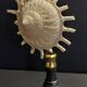 Cabinet of Curiosities stellaria solaris shell on base