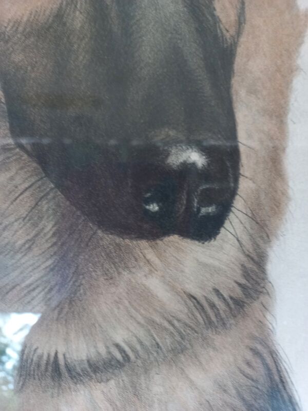 Léon danchin (1887-1938) : berger allemand lithographie numérotée et signée