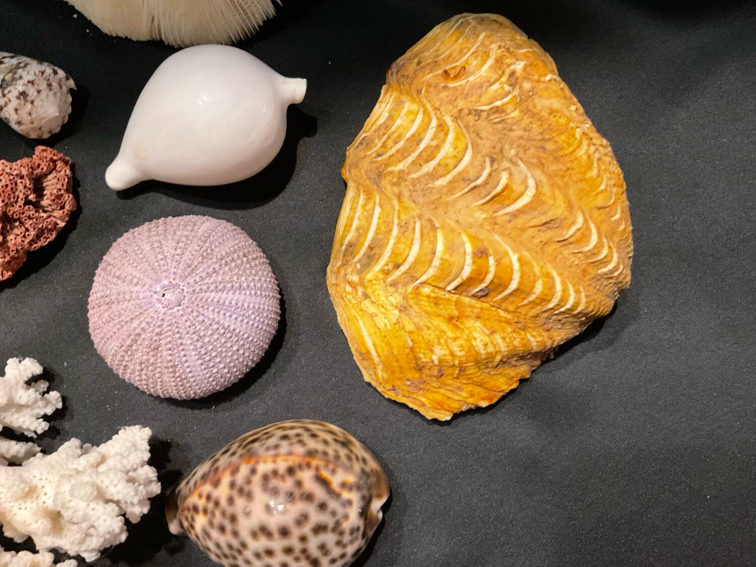 Shell collection