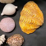 Shell collection