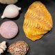 Shell collection