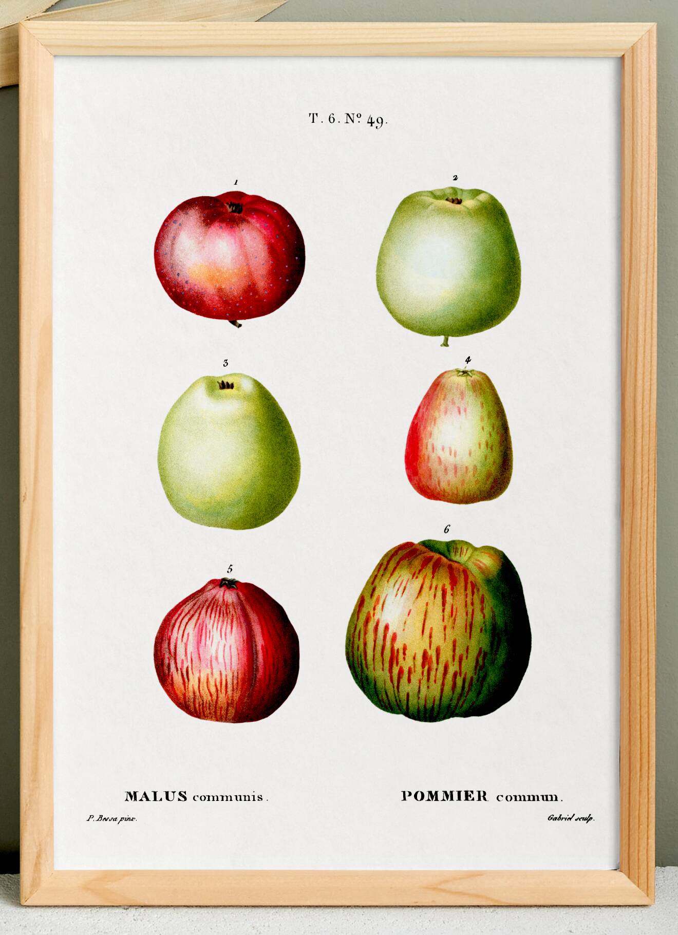 Poster about apples, based on an old engraving from 1802