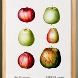 Poster about apples, based on an old engraving from 1802