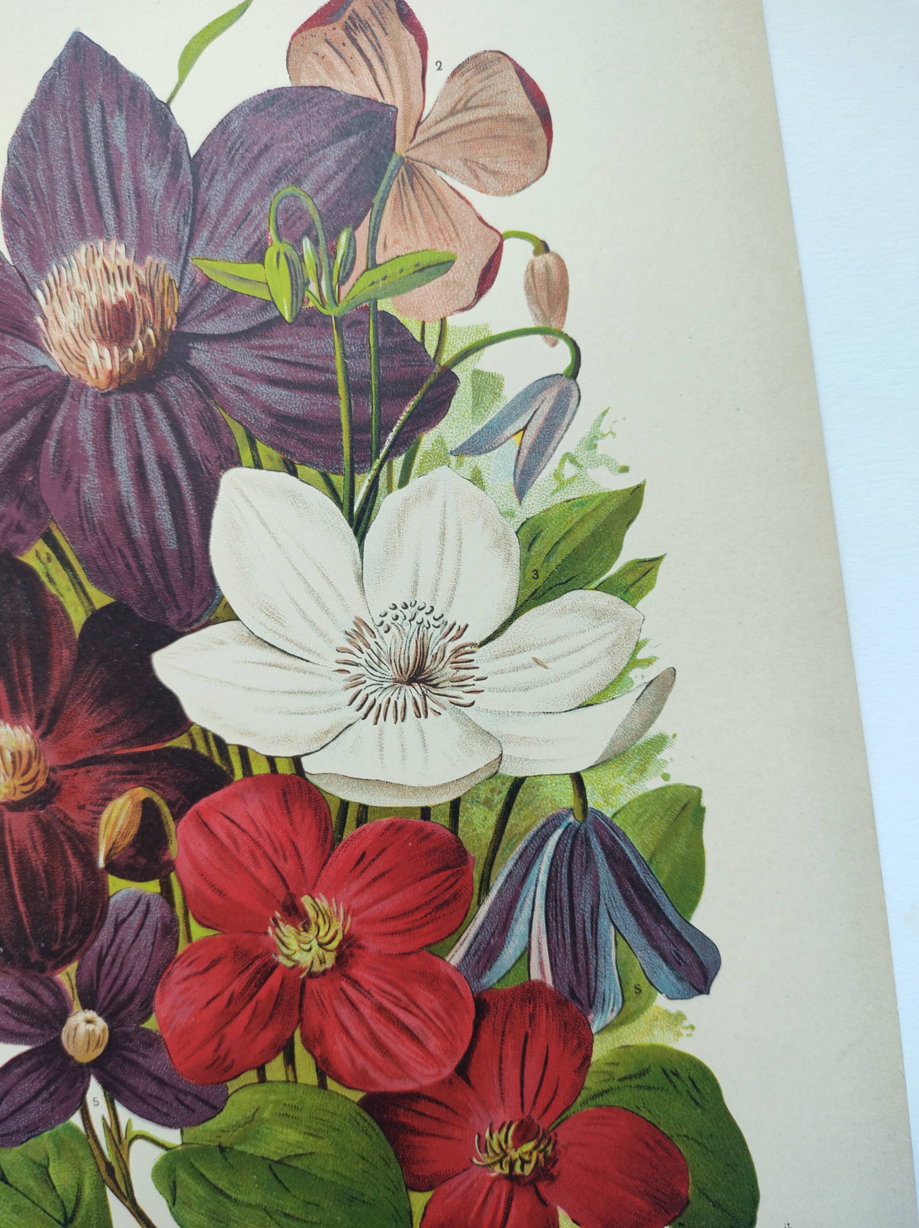 1897 Engraving - Clematis - Original Botanical Plate. Old Flower Lithograph by Lefevre