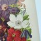 1897 Engraving - Clematis - Original Botanical Plate. Old Flower Lithograph by Lefevre