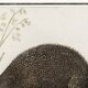 Small poster about the hedgehog, after an old engraving from 1610.
