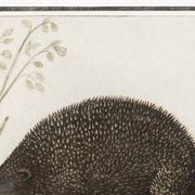 Small poster about the hedgehog, after an old engraving from 1610.