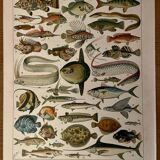 Lithograph on fish (cernier) - 1900