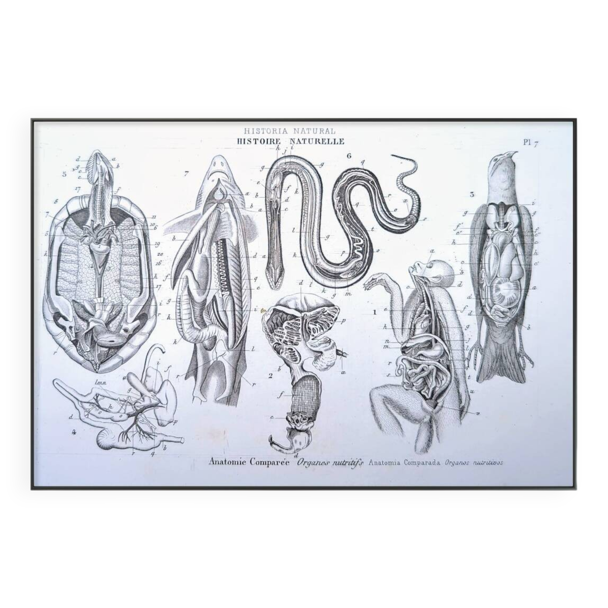 Printed in 1851, Zoological Poster.