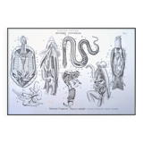 Printed in 1851, Zoological Poster.