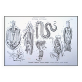 Printed in 1851, Zoological Poster.