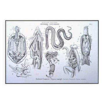 Printed in 1851, Zoological Poster.