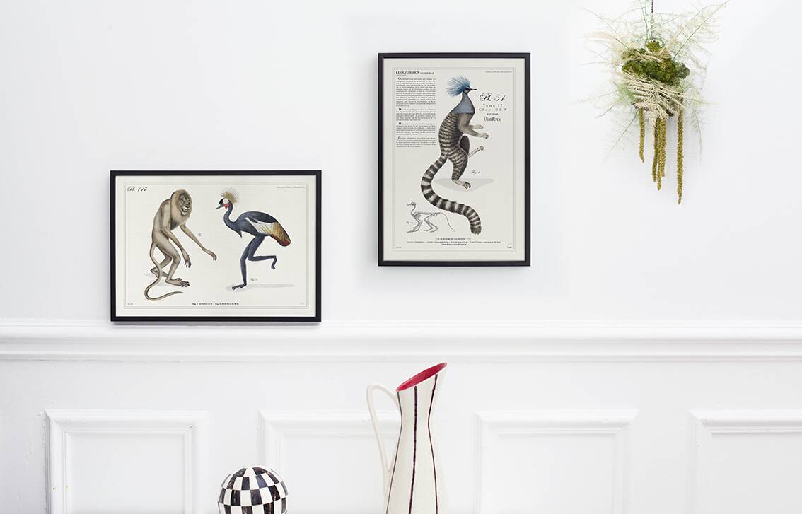 Chimera lithograph engraving animal - the marmoset